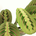 Maranta Fascinator (Prayer Plant) - 2 pieces, Ø12cm Bild 4