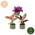 Baby Paradise Mix: 3 tropische Pflanzen im Topf Ø6cm Bild 5