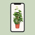 Epipremnum Pinnatum Moss Pole 60cm - Ø15cm - Great Houseplant Bild 5