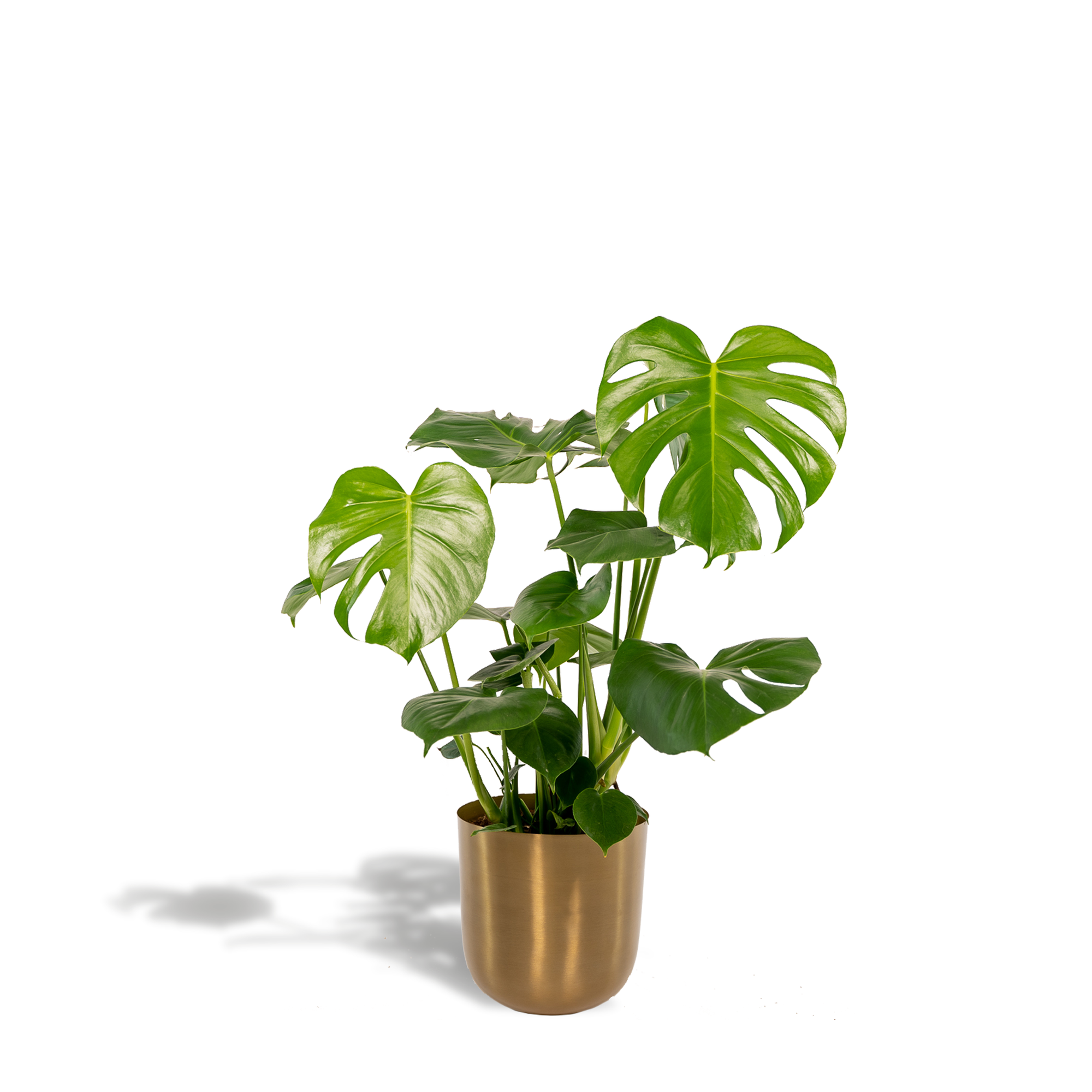 Monstera Deliciosa + Topf Mayk Gold - ↨80cm - Ø21cm