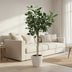 Ficus Benghalensis Tree - 200 cm high, ø50 pot Bild 3