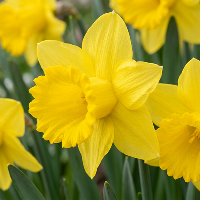 40x Narcissus Yellow - Gelbe Narzisse - Gelb - Frühlingsblüher - Zwiebelgröße 10/12