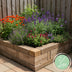 Green boutiQ - Stauden - Beetpaket - Duftend - Verschiedene - Arten und Farben - 6 Pflanzen - Topf 11cm - Höhe 15-25cm Bild 4