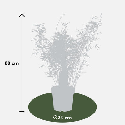 Fargesia rufa Bambus, Ø29cm, ↕80cm - Kompakt & Pflegeleicht