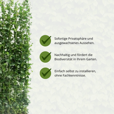 Hedera Hibernica Fertighecke, 180 cm – Sofort grüne Privatsphäre