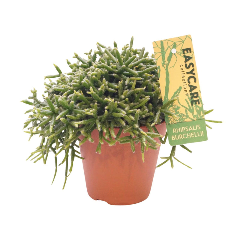 Rhipsalis Burchellii Zimmerpflanze – Ø12 cm Topf, ca. 20 cm hoch