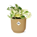 Epipremnum Pinnatum Happy Leaf im Topf ELHO Vibes Fold 14 cm gelb Bild 1
