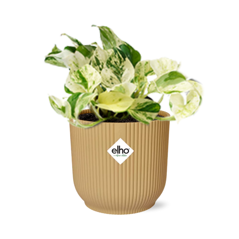 Epipremnum Pinnatum Happy Leaf im Topf ELHO Vibes Fold 14 cm gelb