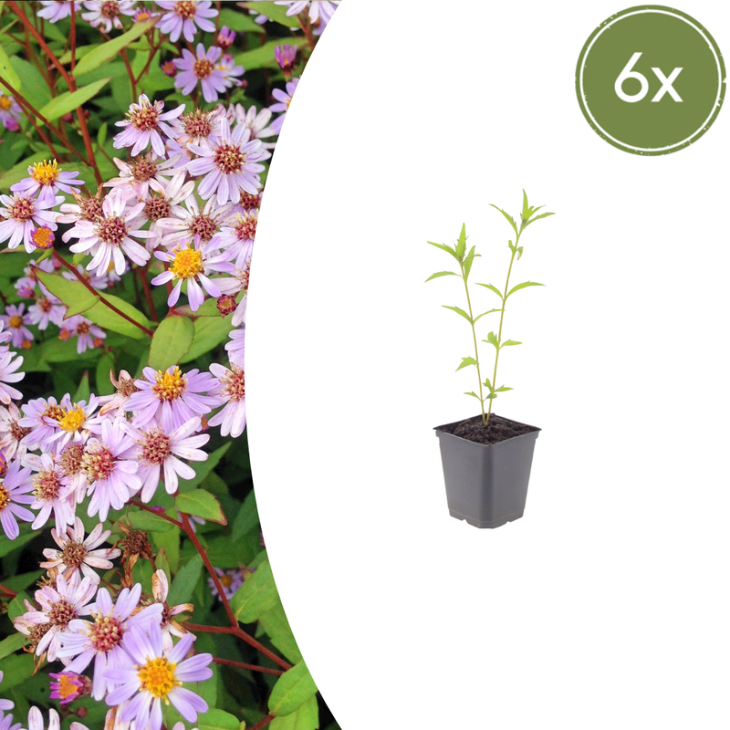 6x Kalimeris 'Blue Star' - Blue Japanese Aster - 10-25cm