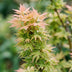 Japanischer Ahorn 'Koto Hime' - Acer palmatum, Topf 26cm, Höhe 90cm Bild 7