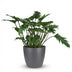 Philodendron Xanadu Houseplant, 60cm, Pot 19cm, Grey, Easy Care Bild 2