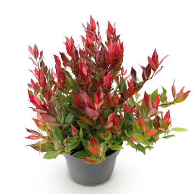 GreenboutiQ - Garden Plant - Leucothoe Little Flame - Red - 1 Plant - Evergreen - Low Maintenance - Pot 17cm Height 40cm