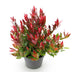 GreenboutiQ - Gartenpflanze - Leucothoe Little Flame - Rot - 1 Pflanze - Immergrün - Wenig Pflege - Topf 17cm Höhe 40cm Bild 2