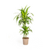 Dracaena Deremensis Lisa Ø19cm - ↕70 - 90cm Bild 1