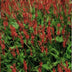 Persicaria amplexicaulis perennial, red flower spikes, 10-25cm, 9cm pot (12x) Bild 5