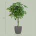 Schefflera Nora mit grauem Topf – 70cm – Ø21 Bild 2