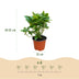 Green boutiQ - Garden Plant - Hydrangea macrophylla Pink - Hydrangea - Hardy - Pink - 3 Plants - Pot 12cm - Height 20-30cm Bild 3