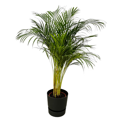 Areca-Palme (130cm) im elho Greenville Topf (Ø 24cm)