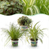 Green boutiQ - 3er-Set Zimmerpflanzen Mix: Cyperus, Calissia, Chlorophytum Bild 1