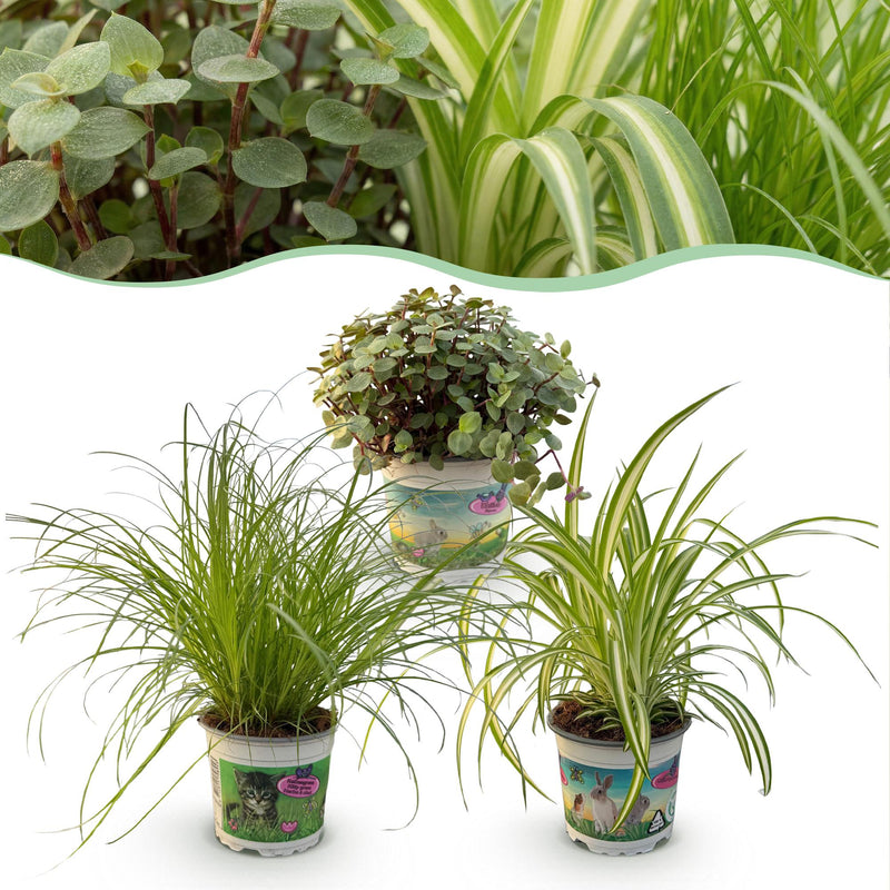 Green boutiQ - 3er-Set Zimmerpflanzen Mix: Cyperus, Calissia, Chlorophytum