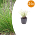 24x Herbst-Scheinähre (Sesleria autumnalis), 10-25cm, Ø9cm Bild 1