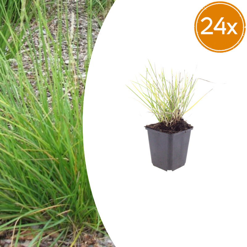 24x Herbst-Scheinähre (Sesleria autumnalis), 10-25cm, Ø9cm