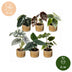 6x Baby Alocasia Familie: Rot, Grün, Schwarz, Silber, Grau Bild 5
