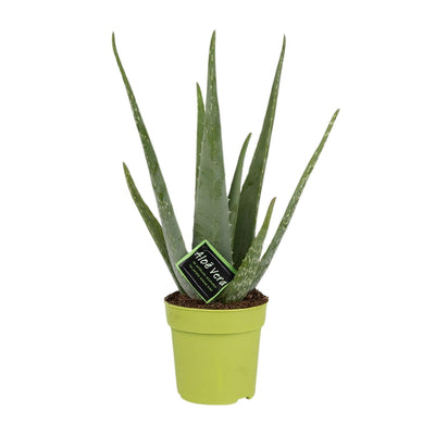 Aloe Vera Pflanze – Ø12cm Topf, 45cm Höhe, für sonnige Standorte