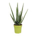 Aloe Vera Pflanze – Ø12cm Topf, 45cm Höhe, für sonnige Standorte Bild 1