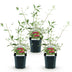 Buddleja davidii Royal Red - Schmetterlingsflieder, winterhart, 3 Pflanzen Bild 2