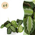 Green boutiQ Maranta Fascinator Silverband Zimmerpflanze (4er-Pack) Bild 1