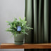 Phlebodium Blue Fern: Eleganter Farn im 14cm Topf, 40cm hoch Bild 3