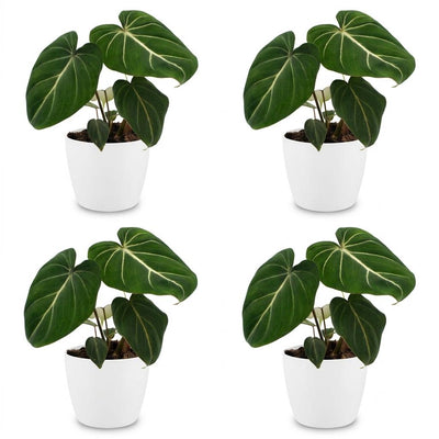 Green boutiQ - Philodendron Gloriosum - Gloriosum Philodendron - 4 Pflanzen - mit Weißem Topf - Topf 12cm - Höhe - 25cm