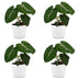 Green boutiQ - Philodendron Gloriosum - Gloriosum Philodendron - 4 Pflanzen - mit Weißem Topf - Topf 12cm - Höhe - 25cm Bild 2