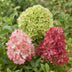 Green BoutiQ Panicle Hydrangea Groundbreaker 'Blush' - 3 Plants Bild 5