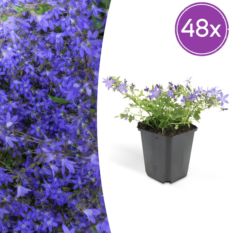 48x Star Bellflower 'Stella' - 10-25cm - Ø9cm