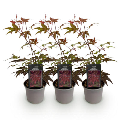 Acer palmatum Atropurpureum: 3 Lila Japanische Ahorn, 12cm Topf