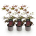 Acer palmatum Atropurpureum: 3 Lila Japanische Ahorn, 12cm Topf Bild 2