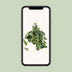Cissus Rhombifolia Ellen Danica Kängurupflanze Ø17cm ↕70cm Bild 5