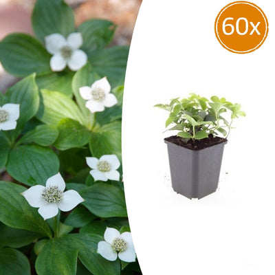 60x Cornus canadensis - ↕10-25cm - Ø9cm