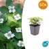 60x Cornus canadensis - ↕10-25cm - Ø9cm Bild 1