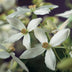Clematis armandii 'White' Climbing Plant - Evergreen, Fragrant, Easy Care Bild 7