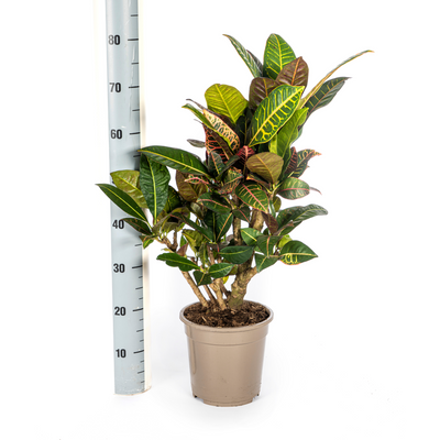Codiaeum 'Croton' Petra mit Korb Ø21cm - ↕60 - 80cm
