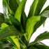 Dracaena Deremensis Lisa Ø19cm - ↕70 - 90cm Bild 3