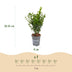 Green boutiQ - 24x Buxus sempervirens - Palmenbäumchen - Heckenpflanzen - Immergrün - Grün - Topf 9cm - Höhe 20-25cm Bild 3