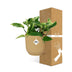 Scindapsus Marble Queen Kletterpflanze im gelben Topf Bild 4