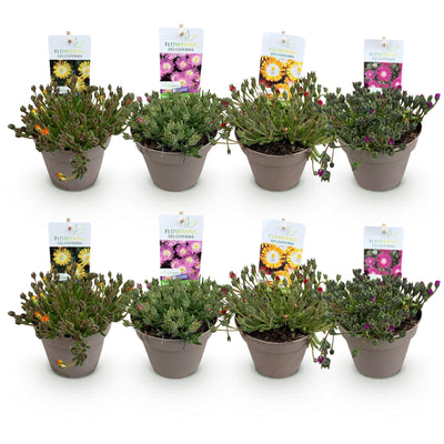 GreenboutiQ Delosperma Jewel of Dessert Mix - 8 winterharte Pflanzen
