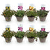 GreenboutiQ Delosperma Jewel of Dessert Mix - 8 winterharte Pflanzen Bild 2