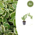 6x Greater Periwinkle 'Variegata' - 10-25cm high, Ø9cm pot Bild 1