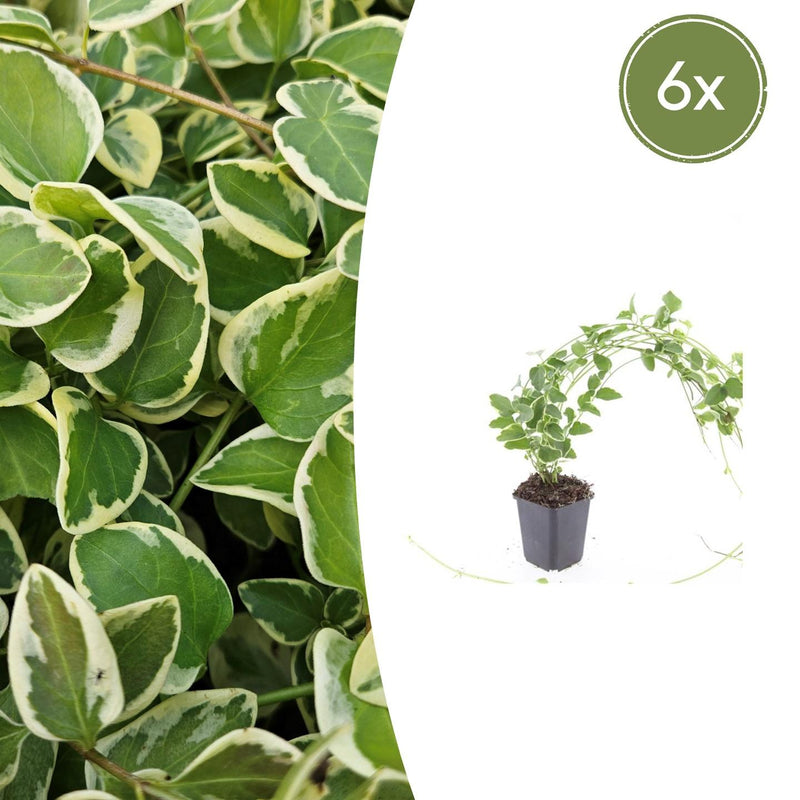 6x Greater Periwinkle 'Variegata' - 10-25cm high, Ø9cm pot